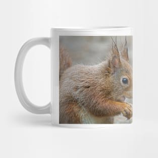 Red squirrel, Formby, England Mug